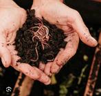 Compostwormen Tijgerwormen gevraagd, Tuin en Terras, Aarde en Mest, Ophalen