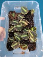 Begonia Cleaopatrae, Ophalen of Verzenden, Halfschaduw, Minder dan 100 cm
