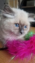 Met stamboom   ragdoll kittens, Meerdere dieren, Met stamboom