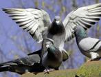 Slachtduiven, Meerdere dieren, Postduif