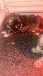 Puppy, Dieren en Toebehoren, Honden | Niet-rashonden, Parvo, 8 tot 15 weken, Meerdere, Meerdere dieren