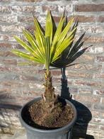winterharde trachycarpus fortunei in pot aangeboden!!, In pot, Minder dan 100 cm, Zomer, Volle zon