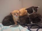 Kittens, Dieren en Toebehoren, Meerdere dieren, Ontwormd, 0 tot 2 jaar