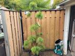 Pinus wallichiana vormsnoei bonsai, Ophalen, Overige soorten, Minder dan 100 cm
