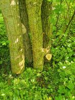 Knotwilgen stammen Salix alba ongeveer 60 cm omtrek, Lente, Volle zon, 250 tot 400 cm, Leiboom