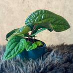 Anthurium Luxurians x Radicans #1, Overige soorten, In pot, Minder dan 100 cm, Groene kamerplant
