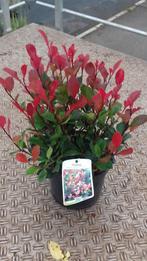 Photinia little red robin, Tuin en Terras, Vaste plant, Bloeit niet, Halfschaduw, Ophalen