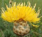 Gele Korenbloem, Tuin en Terras, Ophalen of Verzenden, Voorjaar, Volle zon, Zaad