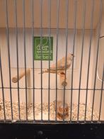 Oranjeborst zebravinken, Dieren en Toebehoren, Vogels | Overige Vogels