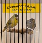 Koppel bruine Europese sijzen