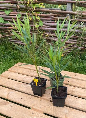 Oleander stekken (2024)roze en rood in 12cm pot beschikbaar voor biedingen