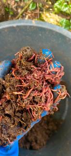 Compostwormen, Tuin en Terras, Aarde en Mest, Ophalen of Verzenden
