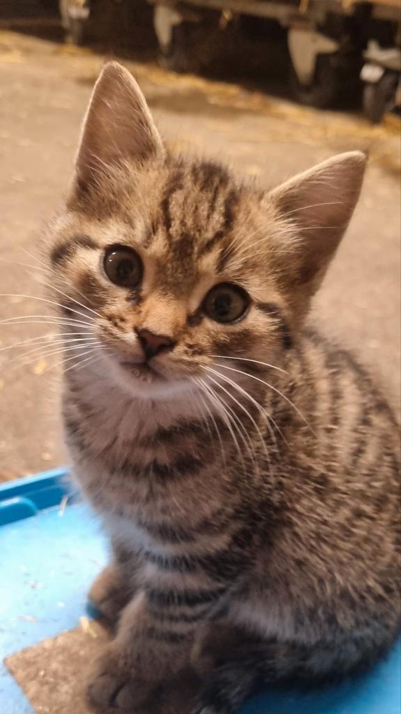 Tijger kittens boerderij, Dieren en Toebehoren, Katten en Kittens | Overige Katten, Kortharig, Meerdere dieren, 0 tot 2 jaar