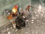Trio wyandotte groot, Dieren en Toebehoren, Pluimvee, Meerdere dieren, Kip