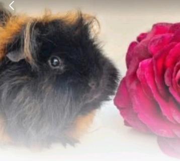 Cavia presentatie /workshop  beschikbaar voor biedingen