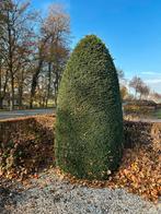 Taxus Baccata Zuilvorm, Bloeit niet, Halfschaduw, Ophalen of Verzenden, 250 tot 400 cm