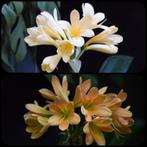 Clivia zaailing, Yellow Ice Queen x Euro Peach, Volledige schaduw, Overige soorten, Ophalen of Verzenden, Minder dan 100 cm