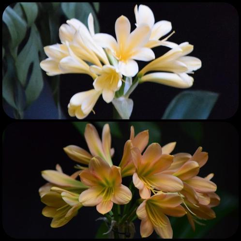 Clivia zaailing, Yellow Ice Queen x Euro Peach, Huis en Inrichting, Kamerplanten, Overige soorten, Minder dan 100 cm, Bloeiende kamerplant