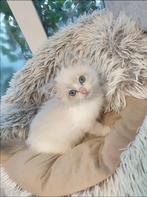 Ragdoll kittens met stamboom, Meerdere dieren, Gechipt, 0 tot 2 jaar