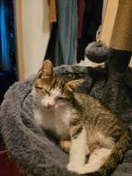Kittens 10 weken, Dieren en Toebehoren, Katten en Kittens | Overige Katten, Meerdere dieren