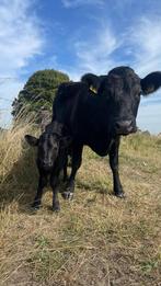 Dexter mini koe(vrouwelijk), Dieren en Toebehoren, Runderen, Mannelijk