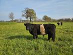 Belted Galloway stier, Dieren en Toebehoren, Mannelijk