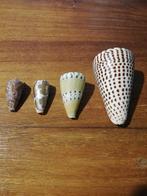 4 CONUS SCHELPEN., Ophalen of Verzenden, Schelp(en)