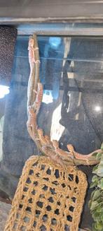 8 Juveniele baardagamen, Hagedis, 0 tot 2 jaar