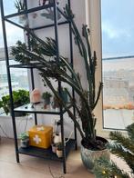 Cactus euphorbia trigona, Ophalen, 100 tot 150 cm, In pot, Cactus