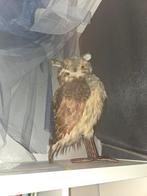 Grote Kunstuil van Intratuin, Ophalen of Verzenden