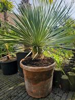 Superxl mooie Yucca rostrata maat xl Stamhoogte  circa 25 cm, Tuin en Terras, Overige soorten, Volle zon, Ophalen of Verzenden