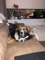 Hondenoppas aangeboden, Ophalen