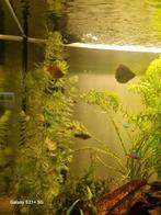 Gratis jonge en baby Platy's, Vis