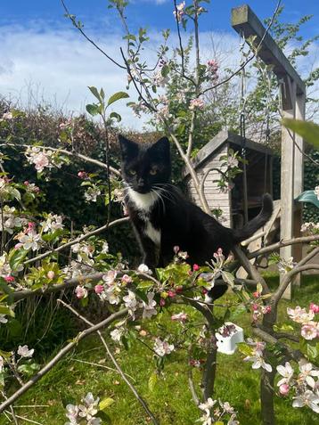 Lieve kater zoekt nieuw huis beschikbaar voor biedingen