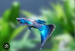 Raszuivere volwassen blue moscow  guppen mannen en vrouwen, Dieren en Toebehoren, Vissen | Aquariumvissen, Vis, Zoetwatervis