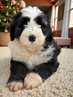 ter reservering zeldzame barbado da terceira pups (3 x reu), Fokker | Hobbymatig, Rabiës (hondsdolheid), 8 tot 15 weken, Buitenland