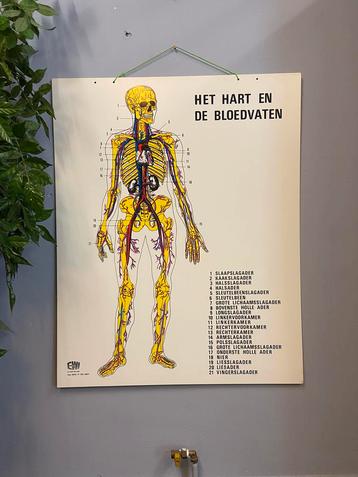 Schoolkaart medische leskaart educatief hart en bloedvaten beschikbaar voor biedingen