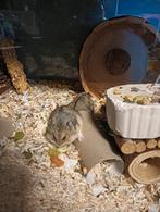 Jonge Campbelli hamsters 2 mannetjes 2 vrouwtjes., Dieren en Toebehoren, Knaagdieren, Hamster, Tam