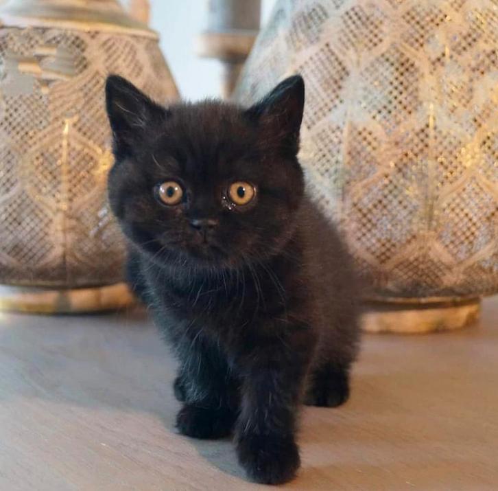 Britse korthaar kitten, Dieren en Toebehoren, Katten en Kittens | Raskatten | Korthaar, Poes, 0 tot 2 jaar, Ontwormd