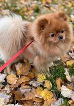 Pomeranian Bearface aangeboden (ervaren dekreu )niet te koop, Dieren en Toebehoren, Particulier, 3 tot 5 jaar, Reu, Nederland