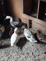 4 vrouwlijke eenden, Dieren en Toebehoren, Pluimvee, Meerdere dieren, Eend