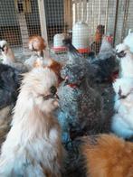 Gratis hanen, Dieren en Toebehoren, Pluimvee, Mannelijk, Kip