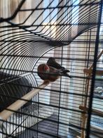 Jong koppeltje zebravinkjes, Meerdere dieren