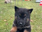 Duitse herder puppies, Dieren en Toebehoren, Parvo, België, Fokker | Hobbymatig, 8 tot 15 weken