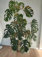 Monstera 155cm, Huis en Inrichting, Ophalen, Halfschaduw, Minder dan 100 cm