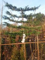 Cupressocyparis Leylandii als leiboom in pot, Bloeit niet, Leiboom, 250 tot 400 cm, Ophalen