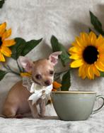 Super knappe Chihuahua pups geboren bij erkende kennel, CDV (hondenziekte), Meerdere, 8 tot 15 weken, Meerdere dieren