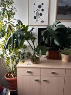 Monstera stekjes, Huis en Inrichting, Kamerplanten, Ophalen, Halfschaduw, Minder dan 100 cm