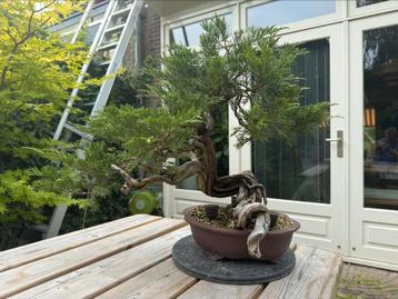 Bonsai Meesterwerk Jeneverbes Sabina 100+ jaar oud beschikbaar voor biedingen