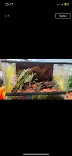 Terrarium met gifkikkers, Dieren en Toebehoren, Reptielen en Amfibieën | Toebehoren, Ophalen, Zo goed als nieuw